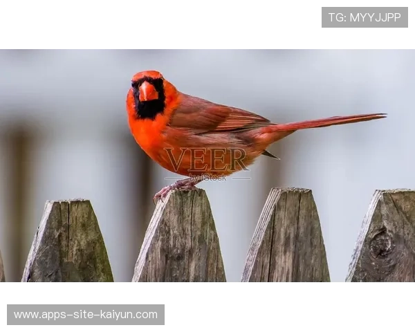 红雀又掉链子，主帅表情说明一切，红雀怎么样